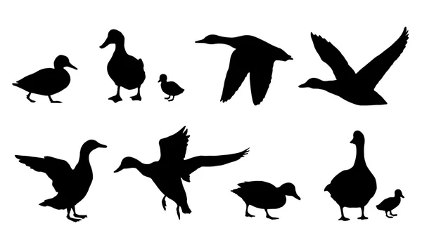 Silhouettes de canard — Image vectorielle