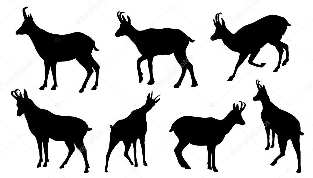 Chamois silhouettes on the white background