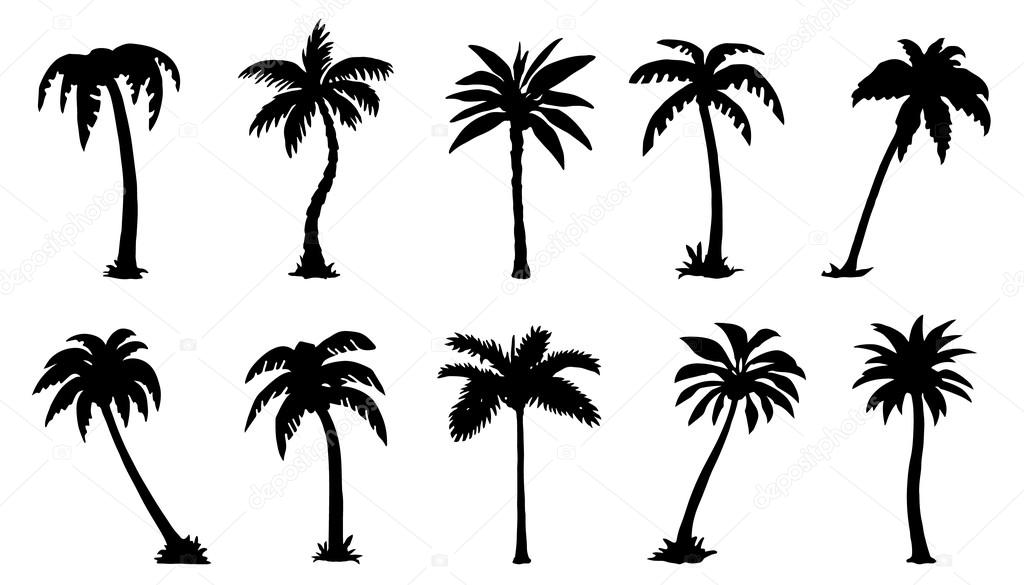 Palm silhouttes on the white background
