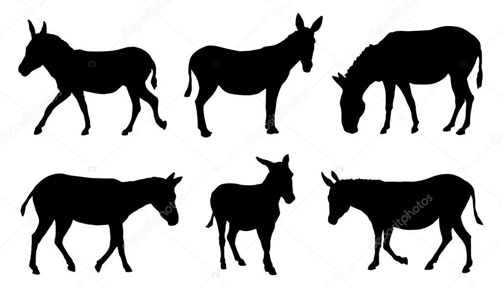 Donkey silhouettes on the white background