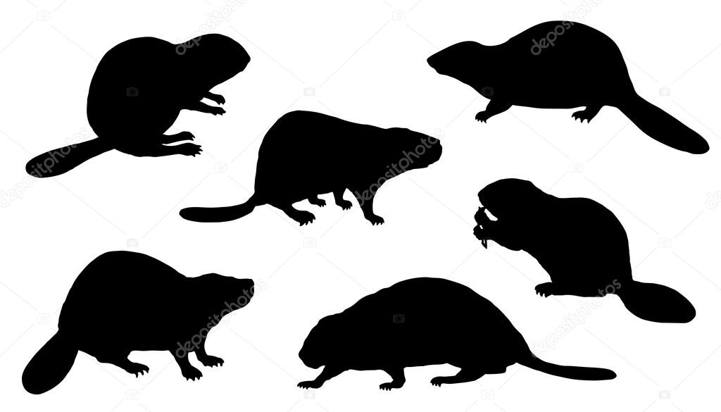 Beaver silhouettes on the white background