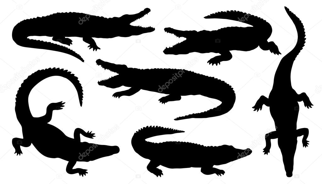 Crocodile silhouettes on the white background