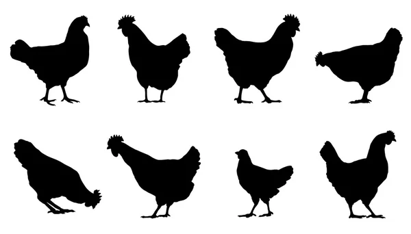 Csirke sziluettek — Stock Vector