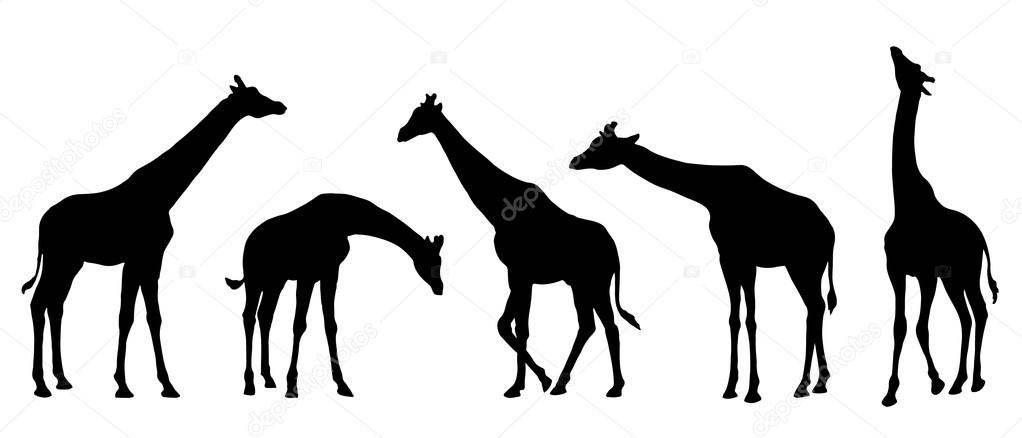 Giraffe silhouettes on the white background