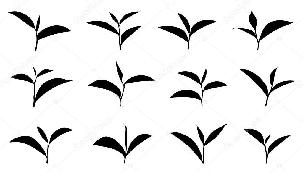 Tea leaf on the white background