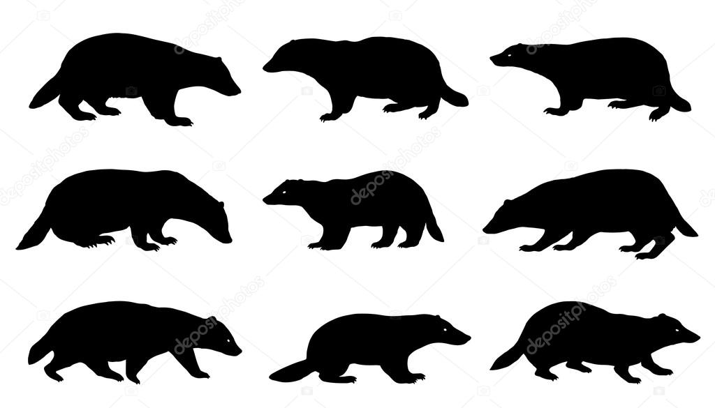 Badger silhouettes on the white background