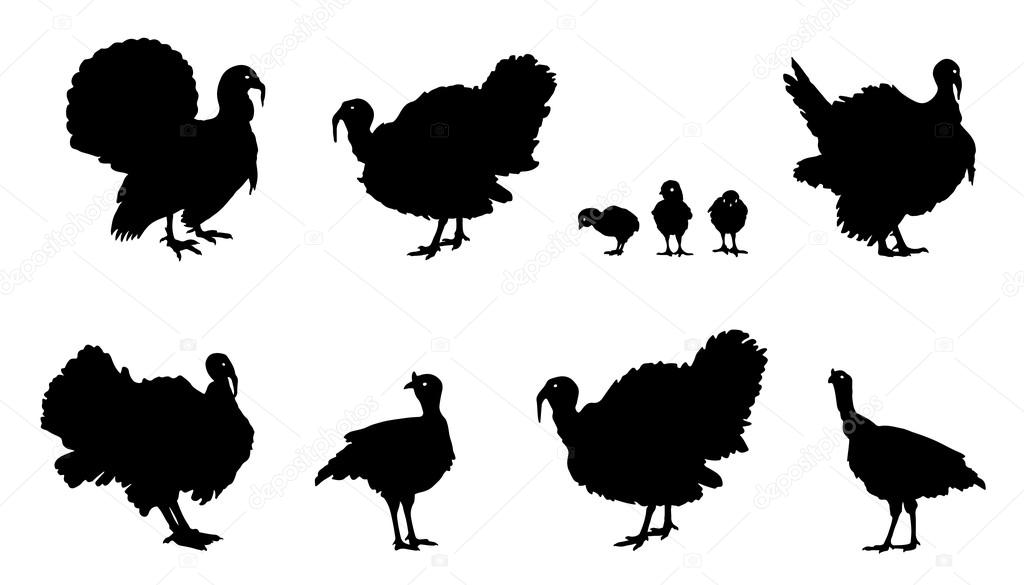 Turkey silhouettes on the white background