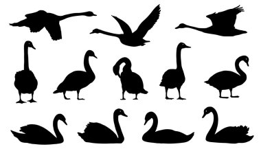 Kuğu silhouettes