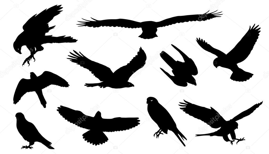 Falcon silhouettes on the white background
