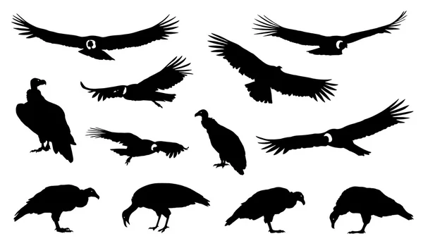 Condor set silhouettes — Stock Vector