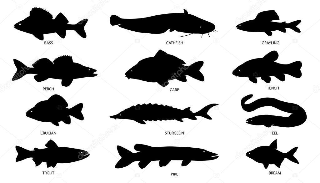 Fish freshwater silhouettes on the white background