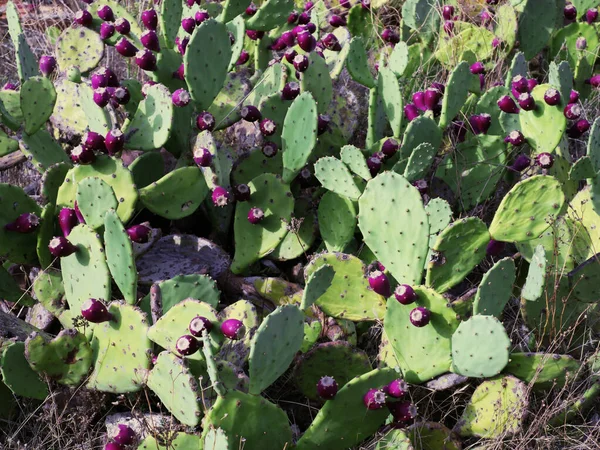 Opuntia Cactus Suculenta Família Cactus Cresce Nos Eua América Sul — Fotografia de Stock