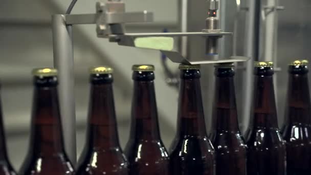 Bruine flessen op de vullijn in een moderne brouwerij -- close-up — Stockvideo