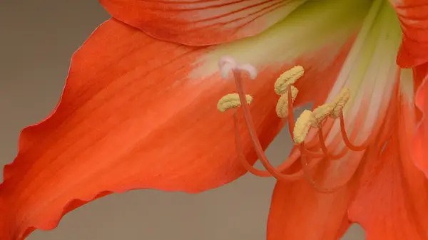 Lírio flor — Fotografia de Stock