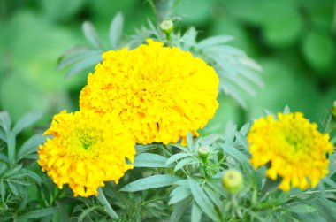 Sarı renk dahlia çiçeği