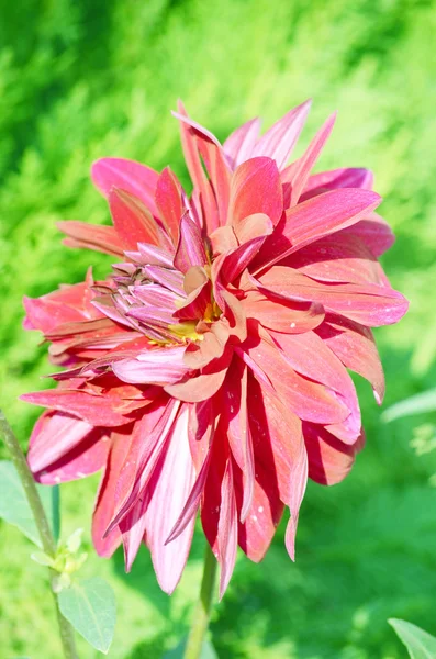 Розовый цветок георгины — стоковое фото