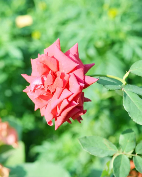 Rosa Farbe rosa Blume — Stockfoto