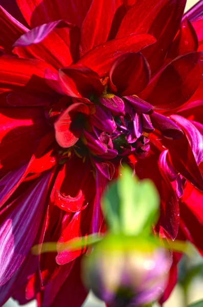 Cor rosa dahlia flor — Fotografia de Stock