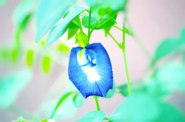 Blauwe kleur blad bloem — Stockfoto