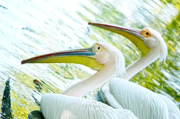 Pássaro cisne de cor branca na água . — Fotografia de Stock