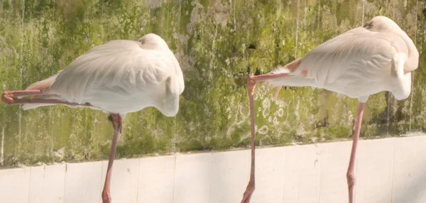 Oiseau cygne de couleur blanche — Photo