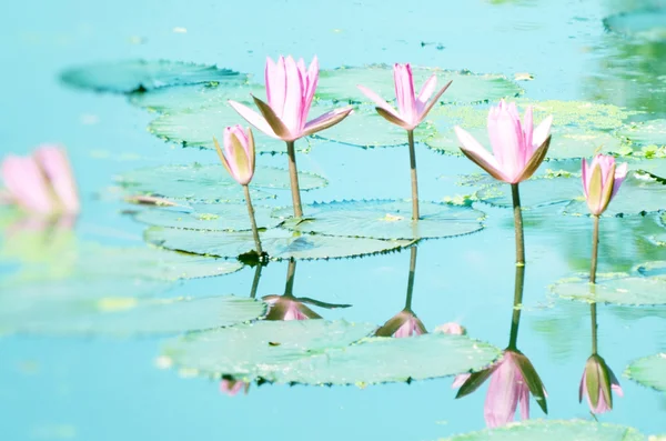 lily pond mor nilüfer çiçeği