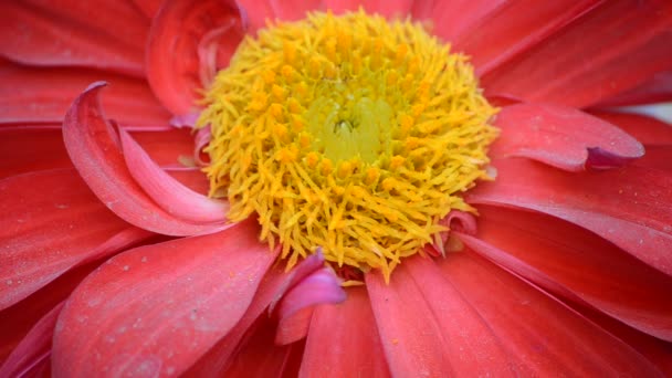 Ant On A Sunflower Pollination Process Close-Up — Stock Video