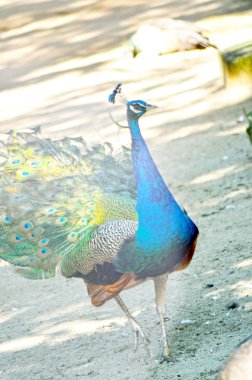 Tavus kuşu kuyruğunu Yayilim