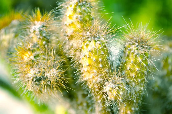 Árvores durante a primavera — Fotografia de Stock