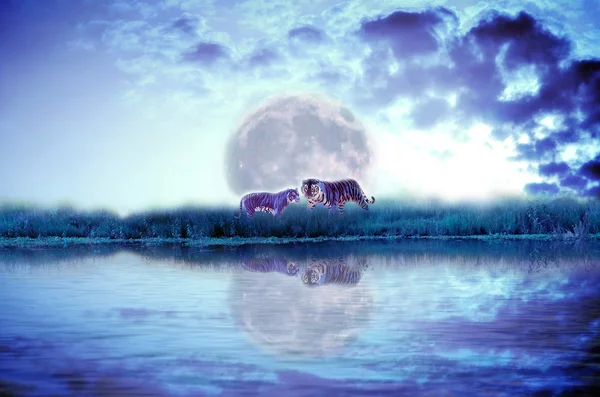 Orman nehir kaplan ile izole karanlık bulutlu ve ay arka planda — Stok fotoğraf