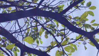 Su Ripples ile yansıma, yeşil orman ya ağaç