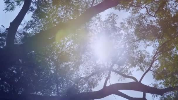 水波纹与反射的绿色丛林或树 — 图库视频影像
