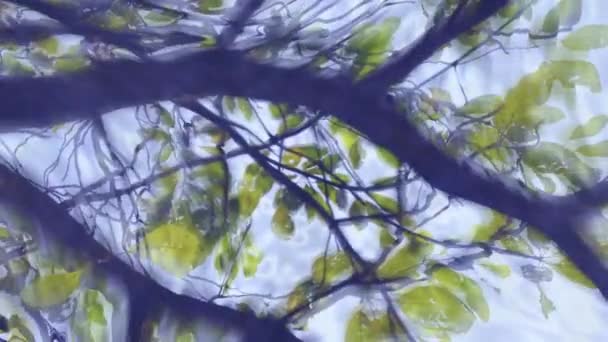 水波纹与反射的绿色丛林或树 — 图库视频影像