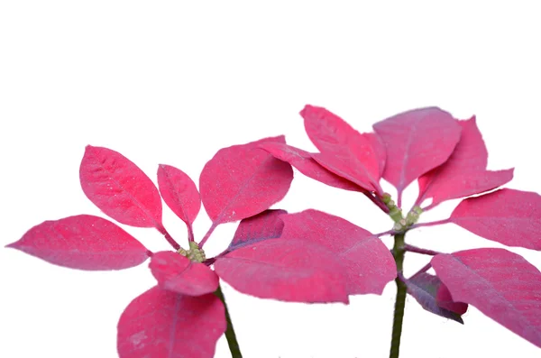 粉红色的叶子花 — 图库照片