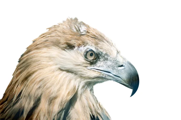 Орел птах — стокове фото