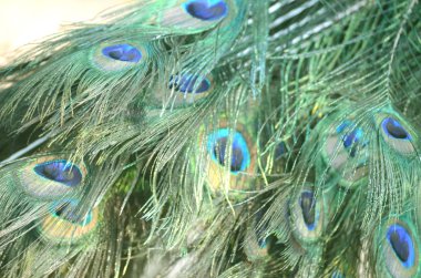 Picock tüy arka plan