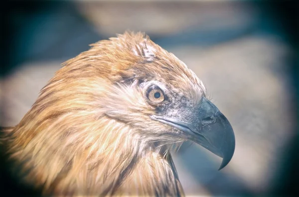 Portrait of an American Bald Eagle — Stock Photo, Image