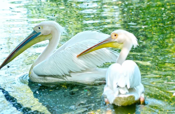 Photo of a beautiful white swan in the lake — Stock Photo, Image