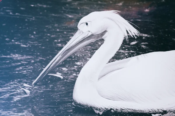 De foto's voor een mooie witte zwaan in het meer — Stockfoto