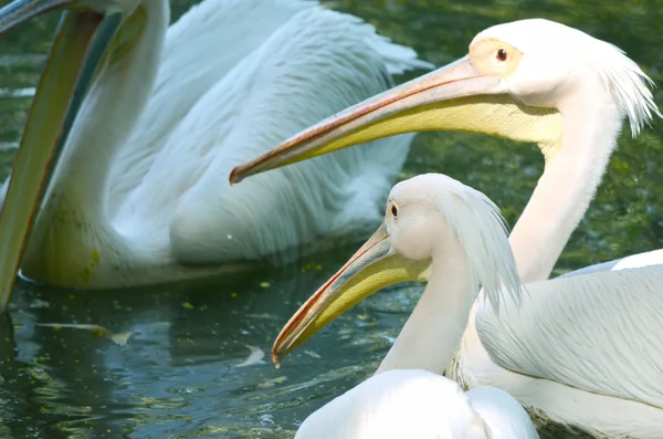 Foto de un hermoso cisne blanco en el lago —  Fotos de Stock