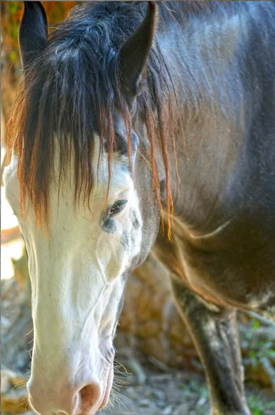 A close up image of a horse — Stock Photo, Image