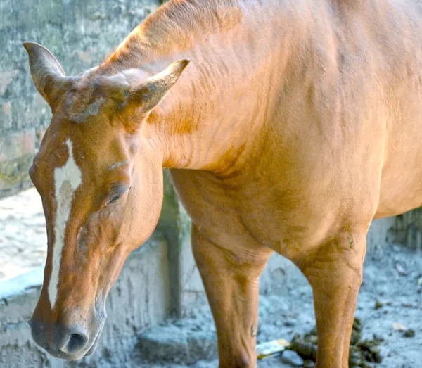 A close up image of a horse — Stock Photo, Image