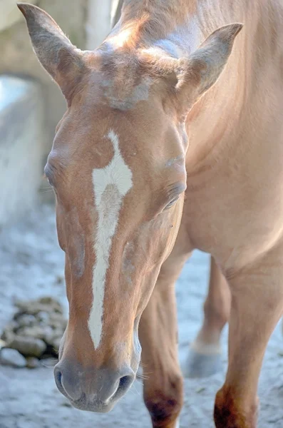 A close up image of a horse — Stock Photo, Image