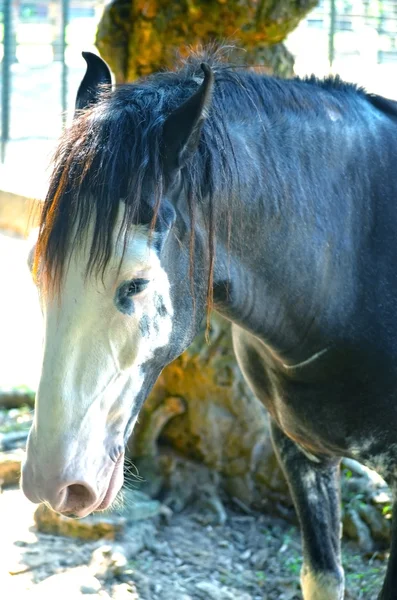 A close up image of a horse — Stock Photo, Image