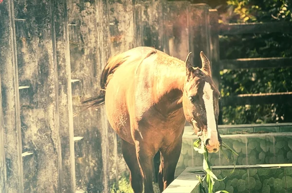 A close up image of a horse — Stock Photo, Image