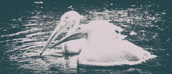 Foto van mooie witte zwaan in het meer — Stockfoto