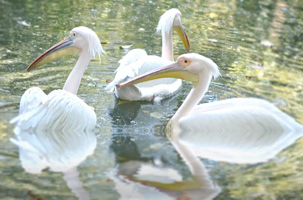 Foto de belo cisne branco no lago — Fotografia de Stock