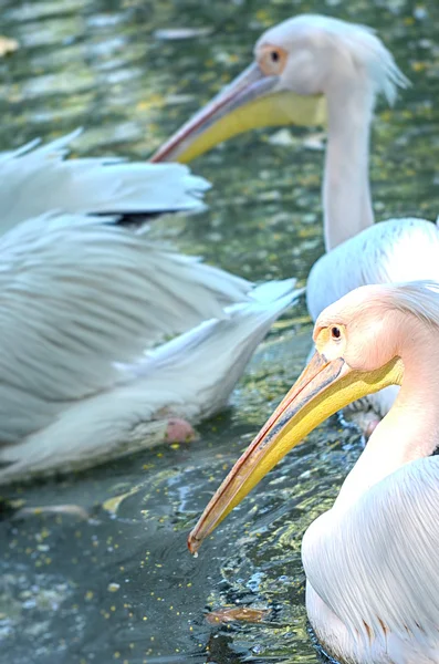 Foto de belo cisne branco no lago — Fotografia de Stock