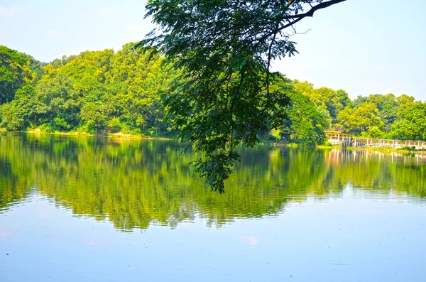 Čisté jezero v zelené jaro léto lese. Modré slunečné nebe. — Stock fotografie