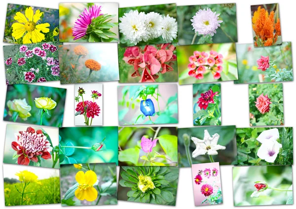 Kolaż kwiatów — Zdjęcie stockowe